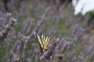journeyintomindfulness.org.uk image: close up of insect